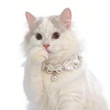 Lolita-style lace pearl cat necklace pet dog collar